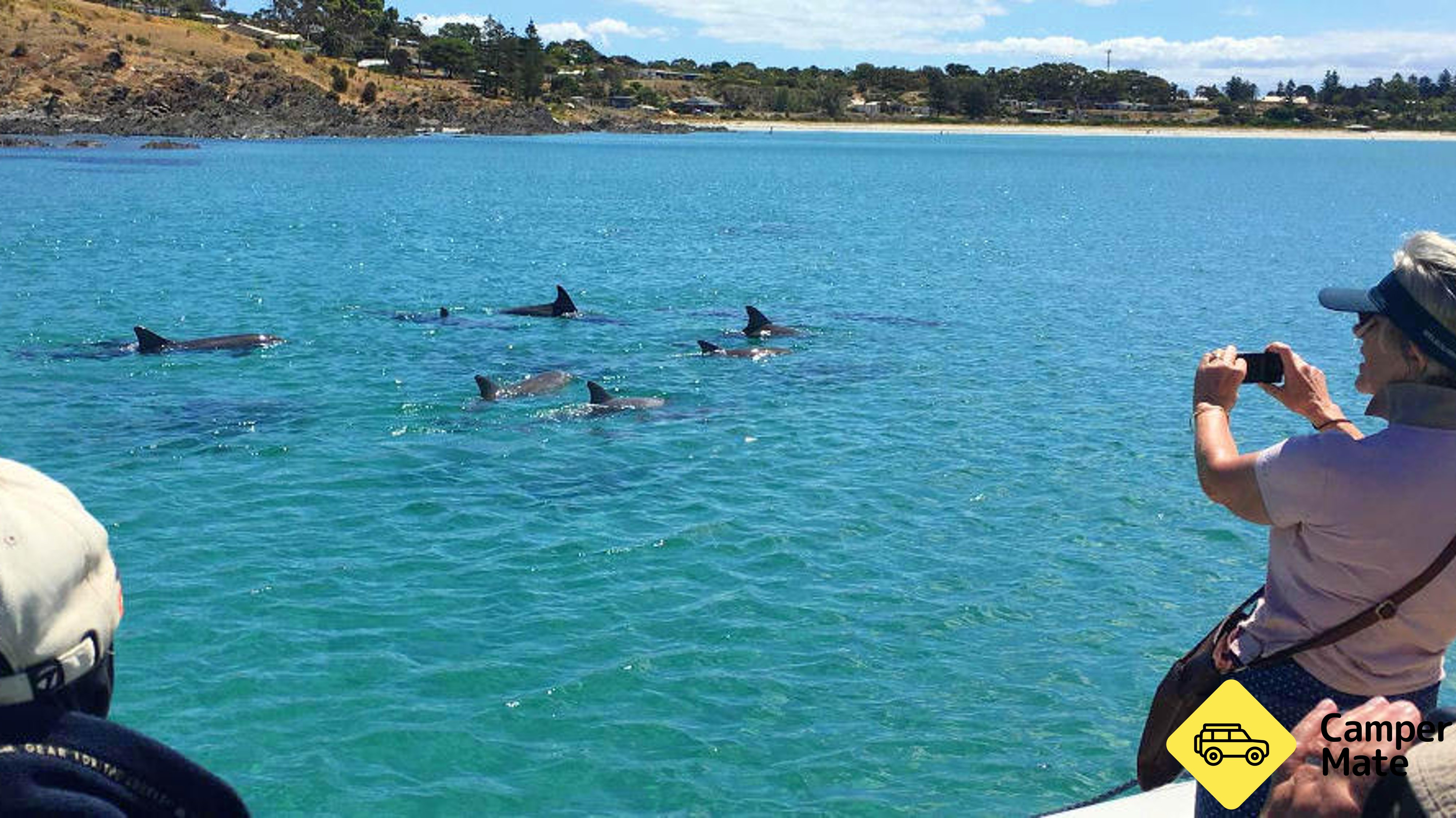 Kangaroo Island Dolphin and Seal Swim Safari