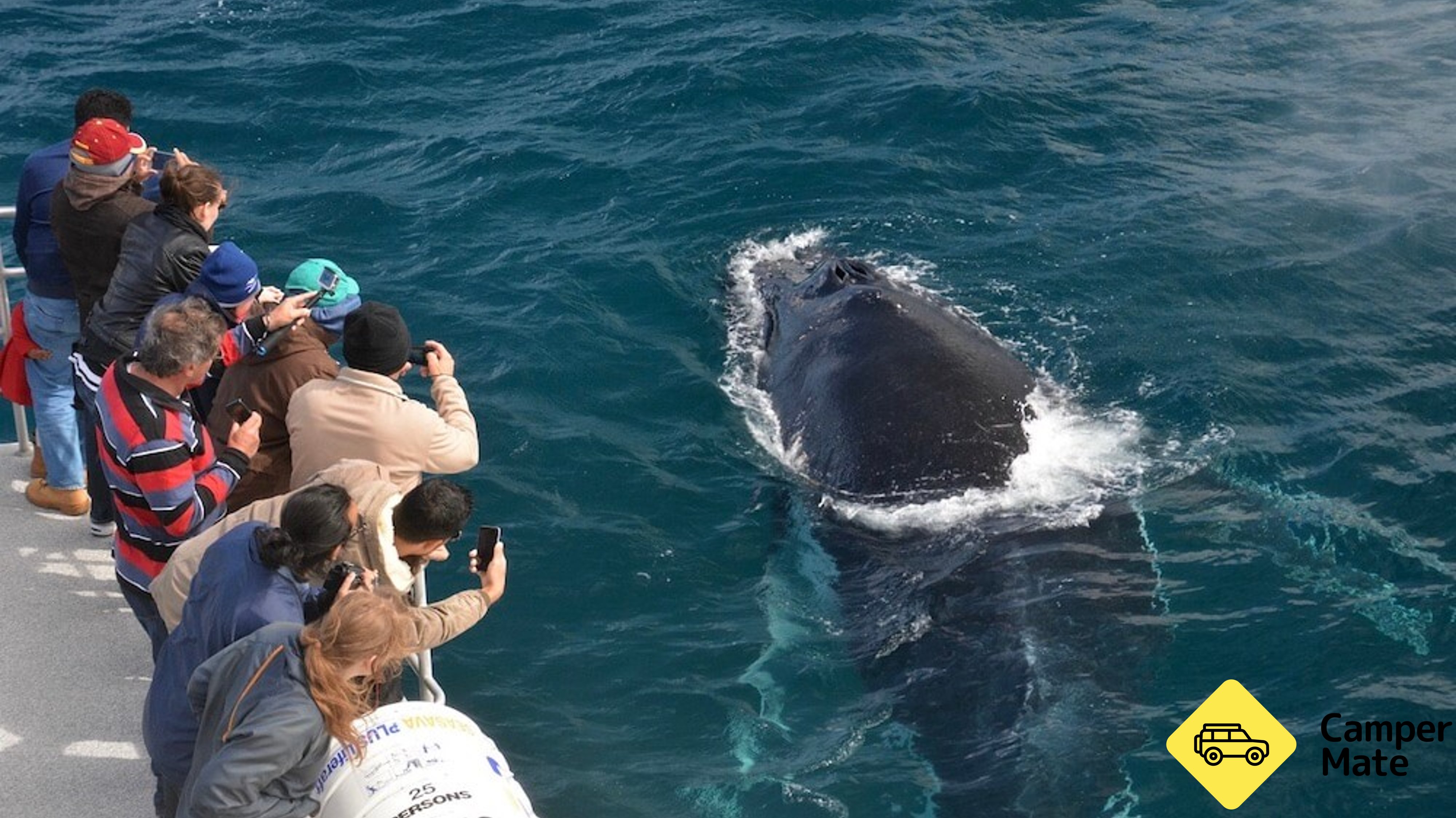 Augusta Whale Watching Cruise