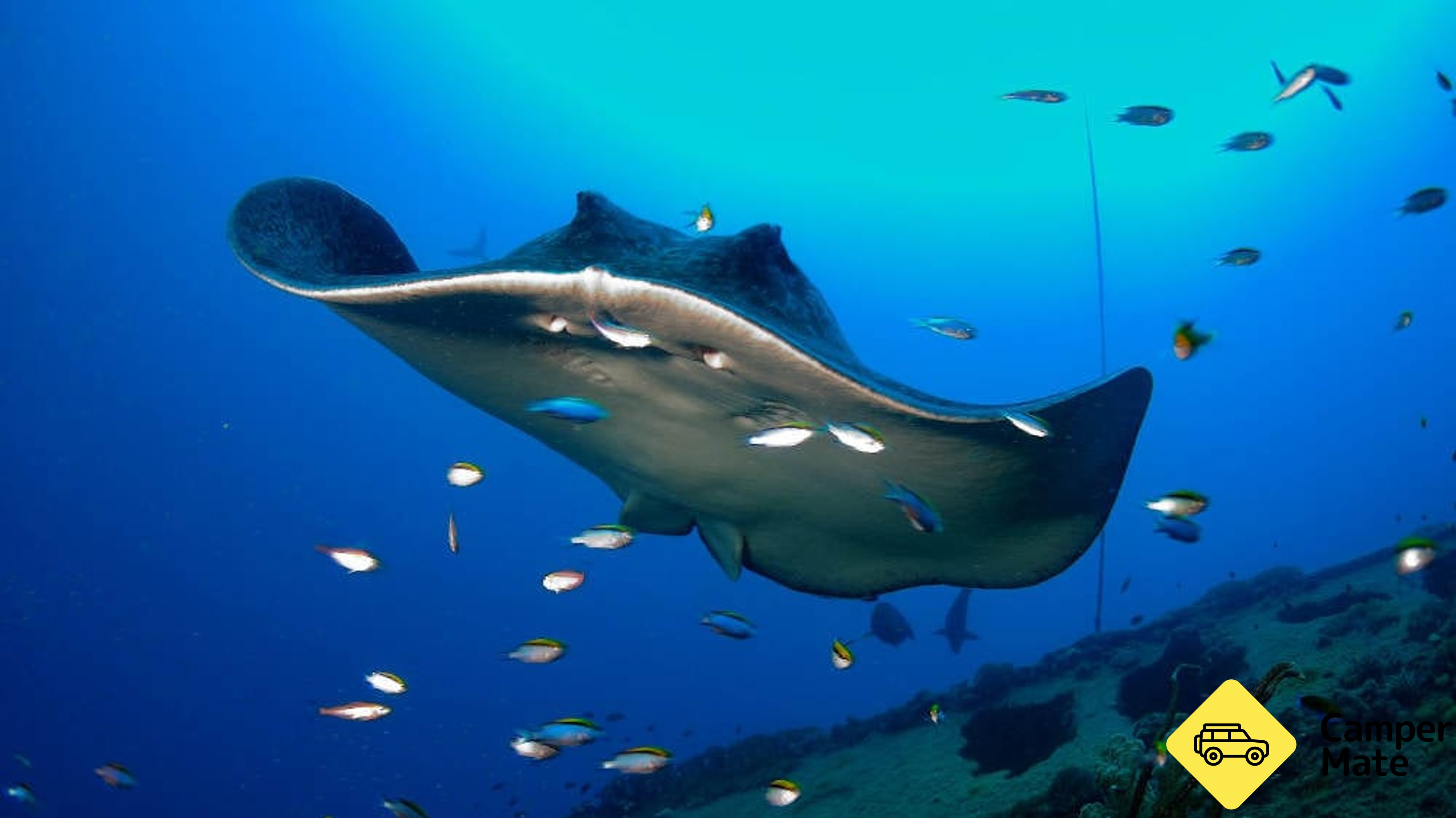 Yongala Wreck Dive Trip from Townsville and Magnetic Island