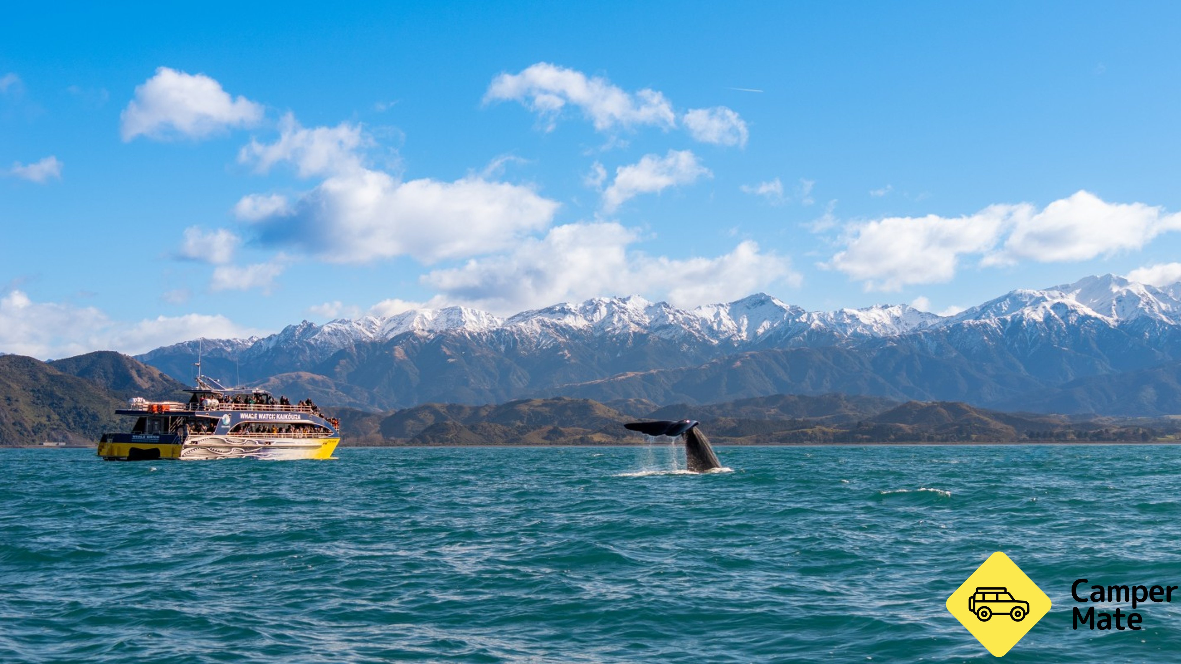 Whale Watch Kaikoura