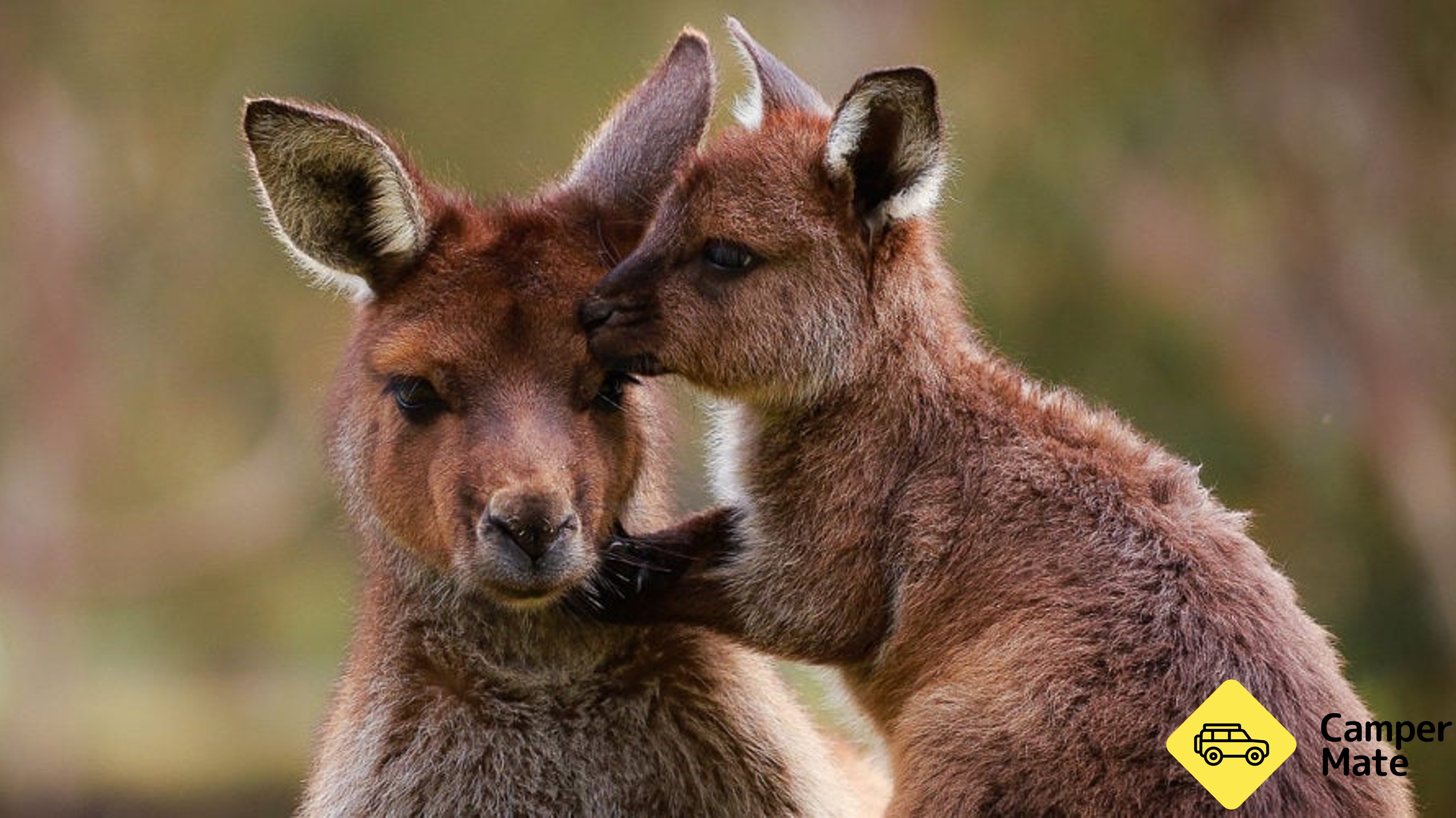 Ballarat Wildlife Park