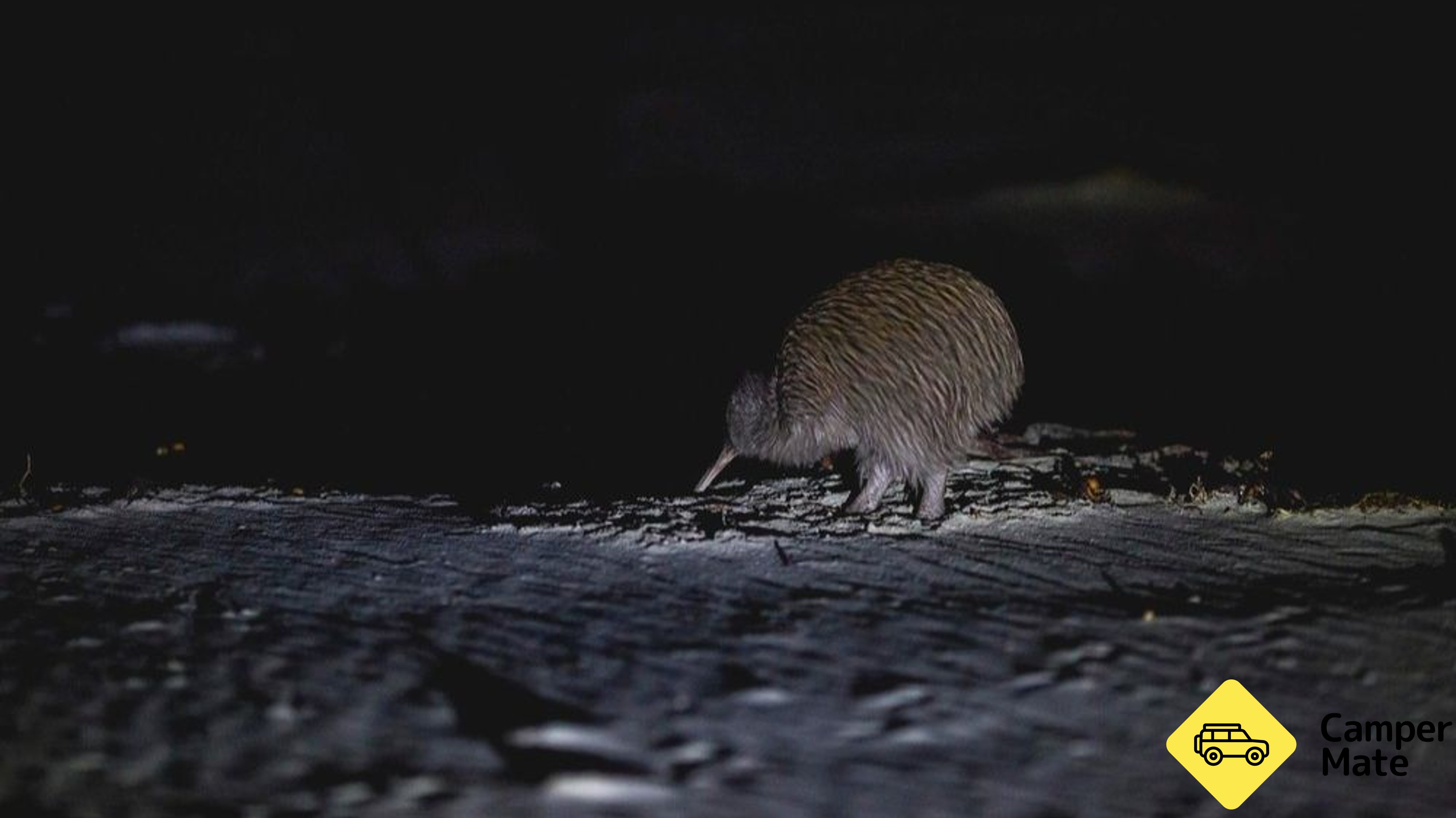 Stewart Island Wild Kiwi Encounter