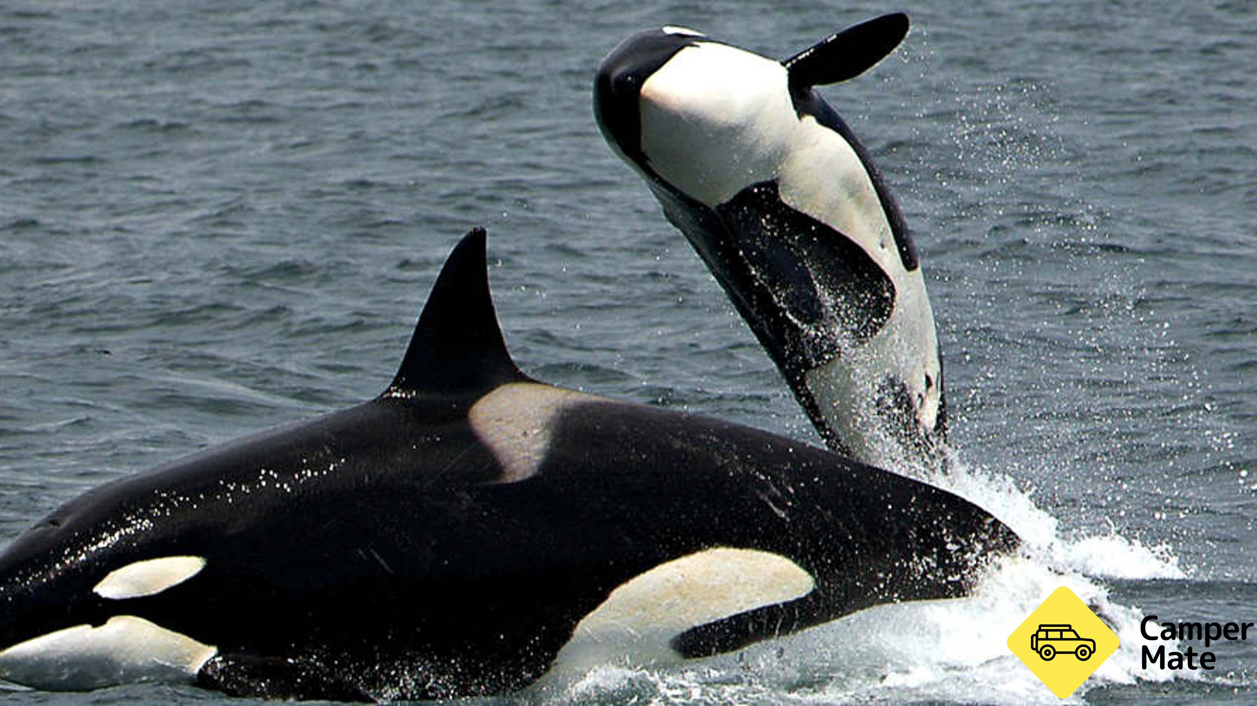 Naturaliste Charters Bremer Canyon Whale and Orca Tours