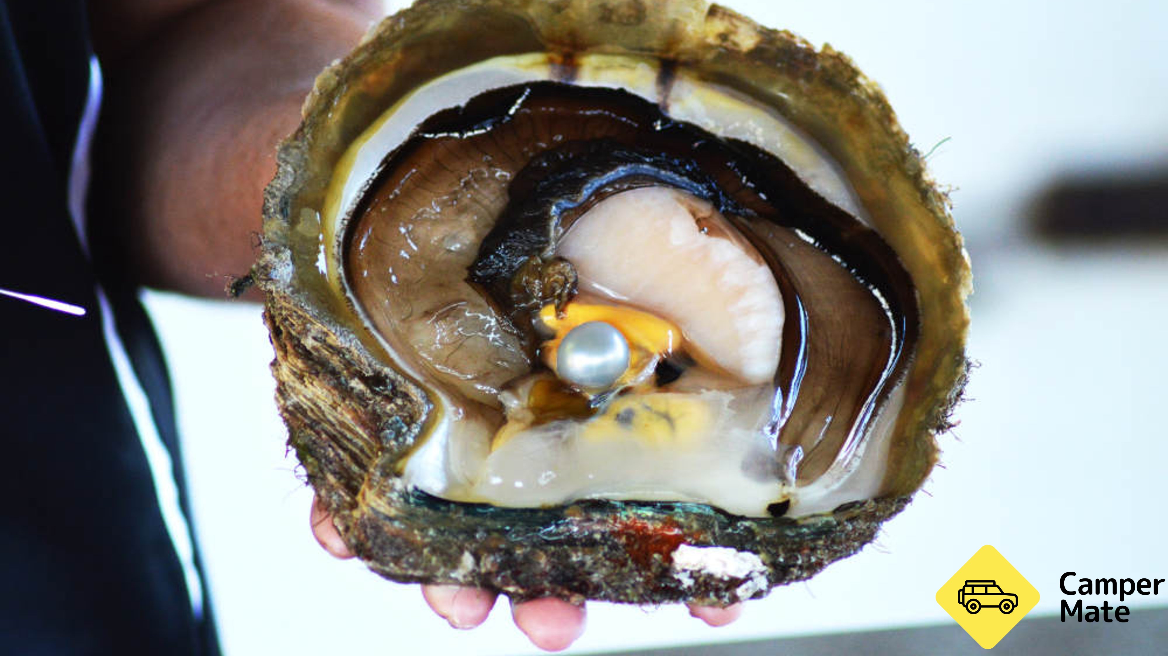 Willie Creek Pearl Farm Tour